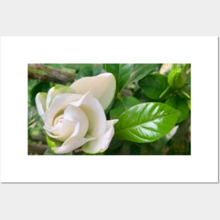 Gardenia flower Posters and Art